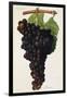 Aramon Grape-J. Troncy-Framed Giclee Print