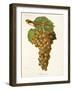 Aramon Gris Grape-J. Troncy-Framed Giclee Print