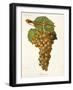 Aramon Gris Grape-J. Troncy-Framed Giclee Print