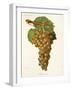 Aramon Gris Grape-J. Troncy-Framed Giclee Print