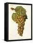 Aramon Gris Grape-J. Troncy-Framed Stretched Canvas