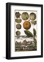 Arancia-Johann Christoph Volkamer-Framed Art Print