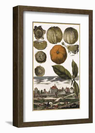 Arancia-Johann Christoph Volkamer-Framed Art Print