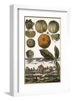 Arancia-Johann Christoph Volkamer-Framed Art Print