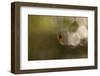 Araneus diadematus, Cross Orbweaver-Paivi Vikstrom-Framed Photographic Print