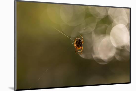 Araneus diadematus, Cross Orbweaver-Paivi Vikstrom-Mounted Photographic Print