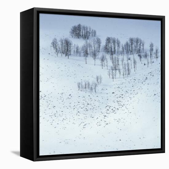 Arapaho National Forest-Micha Pawlitzki-Framed Stretched Canvas