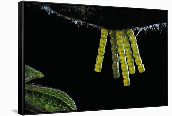 Araschnia Levana (Map Butterfly) - Eggs, One on Top of the Other, under Stinging Nettle Leaf-Paul Starosta-Framed Stretched Canvas