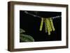 Araschnia Levana (Map Butterfly) - Eggs, One on Top of the Other, under Stinging Nettle Leaf-Paul Starosta-Framed Photographic Print