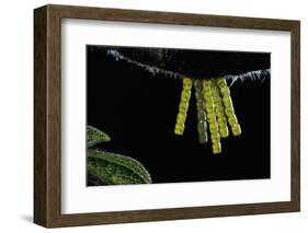 Araschnia Levana (Map Butterfly) - Eggs, One on Top of the Other, under Stinging Nettle Leaf-Paul Starosta-Framed Photographic Print