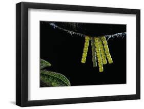 Araschnia Levana (Map Butterfly) - Eggs, One on Top of the Other, under Stinging Nettle Leaf-Paul Starosta-Framed Photographic Print