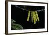 Araschnia Levana (Map Butterfly) - Eggs, One on Top of the Other, under Stinging Nettle Leaf-Paul Starosta-Framed Photographic Print
