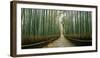 Arashiyama bamboo forest, Kyoto Prefecture, Kinki Region, Honshu, Japan-Panoramic Images-Framed Photographic Print