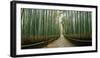 Arashiyama bamboo forest, Kyoto Prefecture, Kinki Region, Honshu, Japan-Panoramic Images-Framed Photographic Print