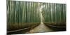 Arashiyama bamboo forest, Kyoto Prefecture, Kinki Region, Honshu, Japan-Panoramic Images-Mounted Photographic Print