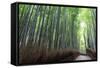 Arashiyama Bamboo Grove in Summer, Arashiyama, Western Kyoto, Japan, Asia-Eleanor Scriven-Framed Stretched Canvas