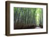 Arashiyama Bamboo Grove in Summer, Arashiyama, Western Kyoto, Japan, Asia-Eleanor Scriven-Framed Photographic Print