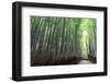 Arashiyama Bamboo Grove in Summer, Arashiyama, Western Kyoto, Japan, Asia-Eleanor Scriven-Framed Photographic Print