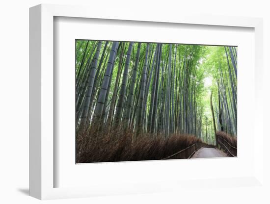 Arashiyama Bamboo Grove in Summer, Arashiyama, Western Kyoto, Japan, Asia-Eleanor Scriven-Framed Photographic Print