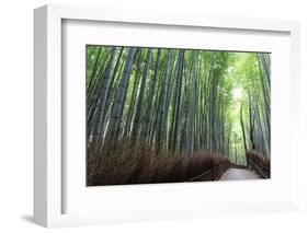 Arashiyama Bamboo Grove in Summer, Arashiyama, Western Kyoto, Japan, Asia-Eleanor Scriven-Framed Photographic Print