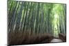 Arashiyama Bamboo Grove in Summer, Arashiyama, Western Kyoto, Japan, Asia-Eleanor Scriven-Mounted Photographic Print