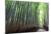 Arashiyama Bamboo Grove in Summer, Arashiyama, Western Kyoto, Japan, Asia-Eleanor Scriven-Mounted Photographic Print