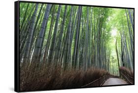 Arashiyama Bamboo Grove in Summer, Arashiyama, Western Kyoto, Japan, Asia-Eleanor Scriven-Framed Stretched Canvas