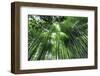 Arashiyama Bamboo Grove in Summer, Arashiyama, Western Kyoto, Japan, Asia-Eleanor Scriven-Framed Photographic Print