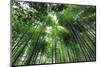 Arashiyama Bamboo Grove in Summer, Arashiyama, Western Kyoto, Japan, Asia-Eleanor Scriven-Mounted Photographic Print