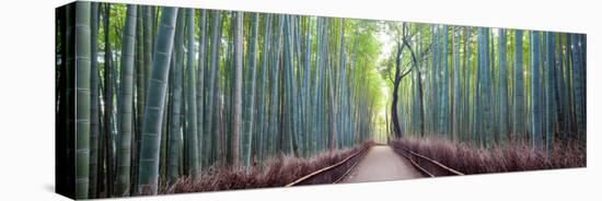 Arashiyama Bamboo Grove, Kyoto, Japan-Simonbyrne-Stretched Canvas