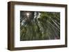 Arashiyama Bamboo Grove-null-Framed Art Print