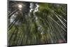 Arashiyama Bamboo Grove-null-Mounted Art Print