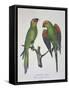 Aratinga Aurifrons-null-Framed Stretched Canvas