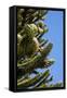 Araucaria or Monkey Puzzle Tree-null-Framed Stretched Canvas