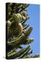 Araucaria or Monkey Puzzle Tree-null-Stretched Canvas