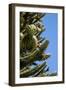 Araucaria or Monkey Puzzle Tree-null-Framed Photographic Print