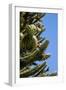 Araucaria or Monkey Puzzle Tree-null-Framed Photographic Print