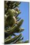 Araucaria or Monkey Puzzle Tree-null-Mounted Photographic Print