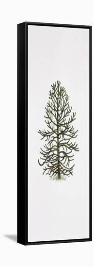 Araucaria-null-Framed Stretched Canvas