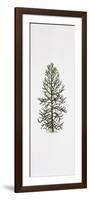 Araucaria-null-Framed Giclee Print