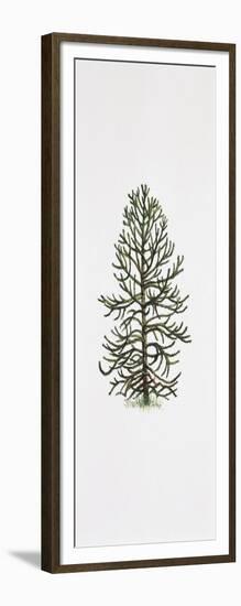 Araucaria-null-Framed Giclee Print