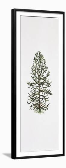 Araucaria-null-Framed Giclee Print