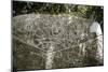 Arawak petroglyph known as the Carib stone, Caurita, Trinidad, Trinidad & Tobago, c1000-1500-Werner Forman-Mounted Premium Giclee Print