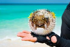 Blowfish or Puffer Fish in the Hands of a Diver-Arazdurdyev Konstantin-Photographic Print