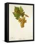 Arbane Blanc Grape-J. Troncy-Framed Stretched Canvas