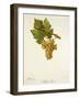 Arbane Blanc Grape-J. Troncy-Framed Giclee Print