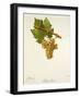 Arbane Blanc Grape-J. Troncy-Framed Giclee Print