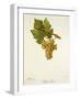 Arbane Blanc Grape-J. Troncy-Framed Giclee Print