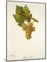 Arbane Blanc Grape-J. Troncy-Mounted Giclee Print