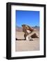 Arbol De Piedra ((Stone Tree)-tkv-Framed Photographic Print